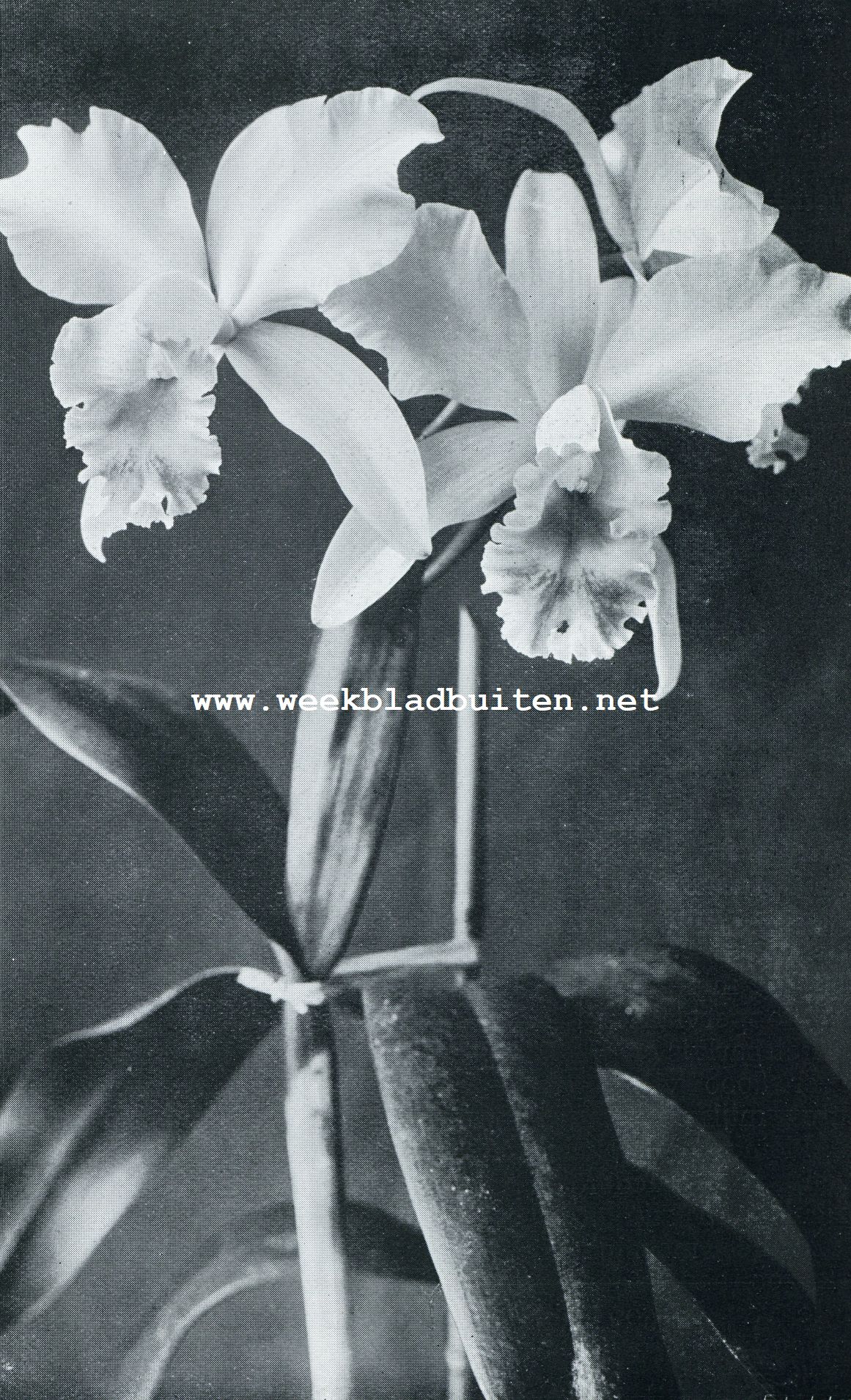 CATTLEYA MUNITIA