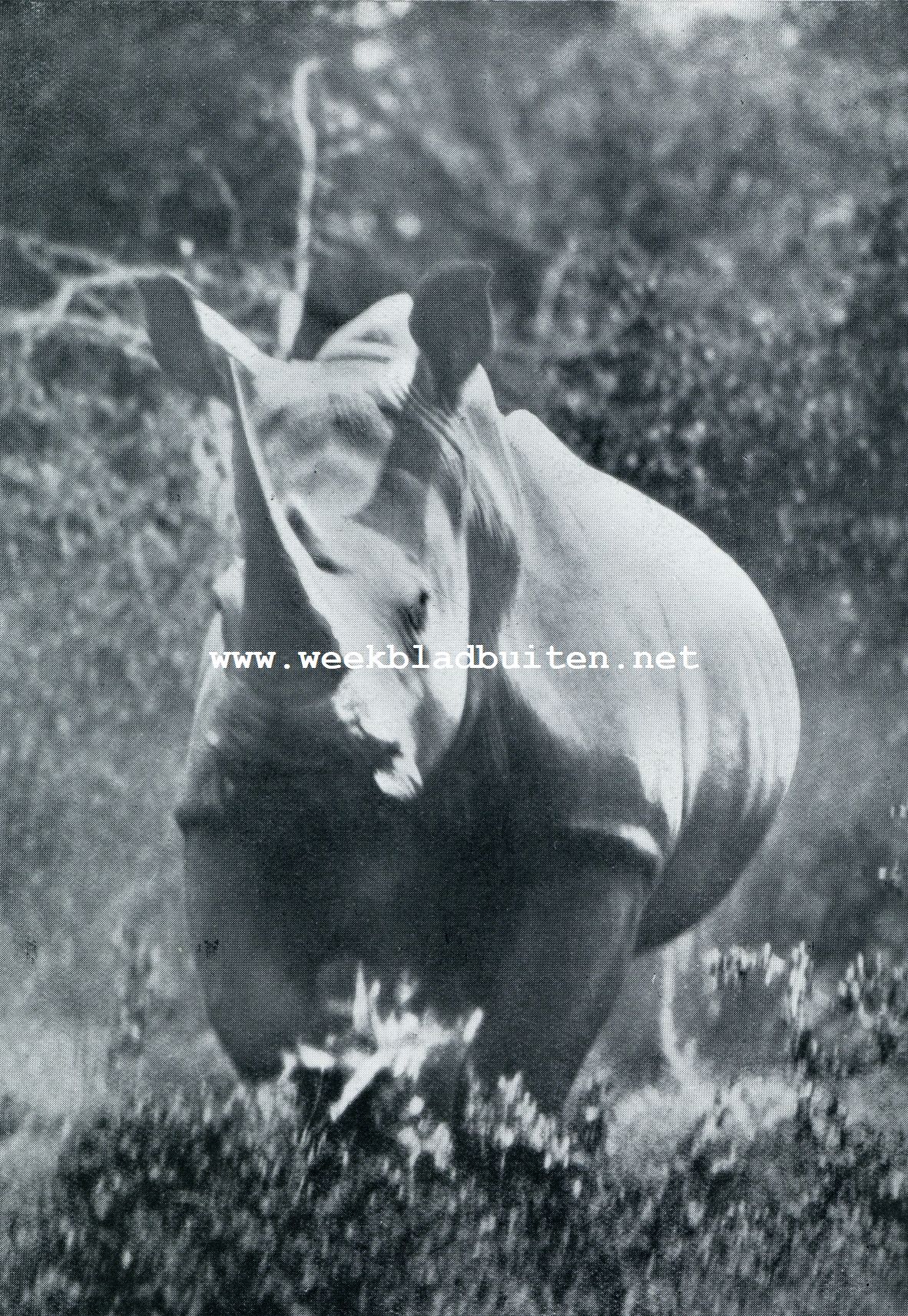 EEN WITTE RHINOCEROS CHARGEERTDENFOTOGRAAF