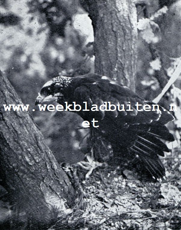 DE WESPENBUIZERD