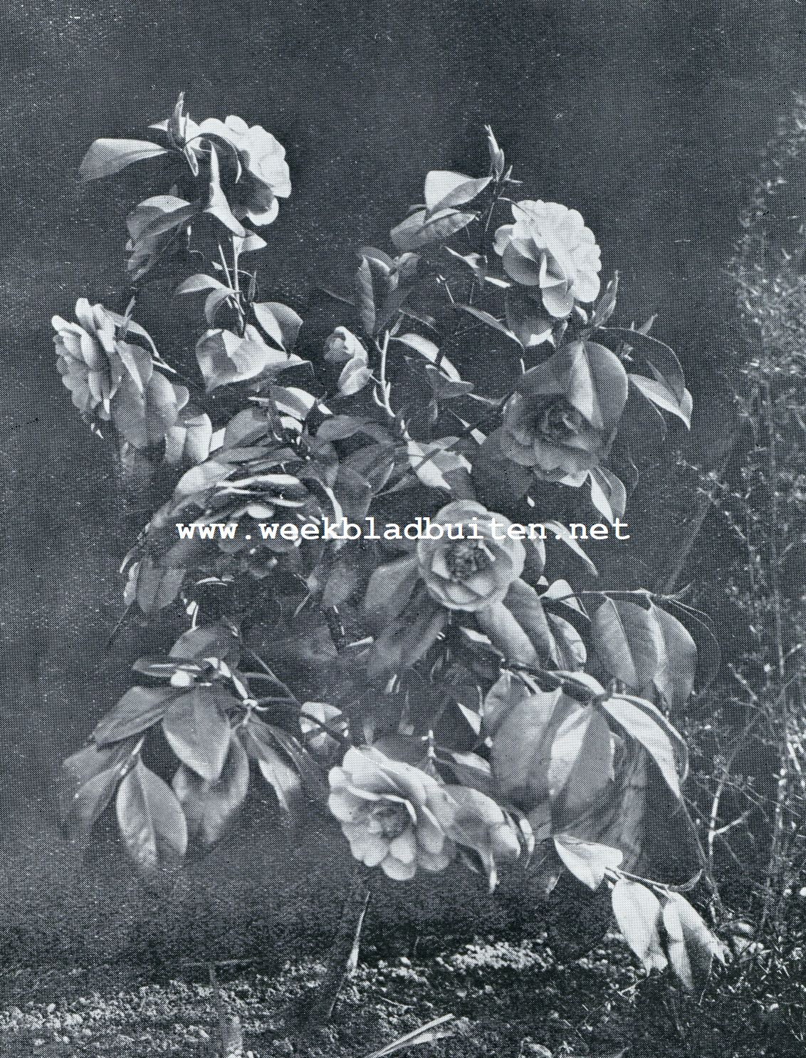 EEN RIJKBLOEIENDE CAMELIA IN EEN STADSTUIN