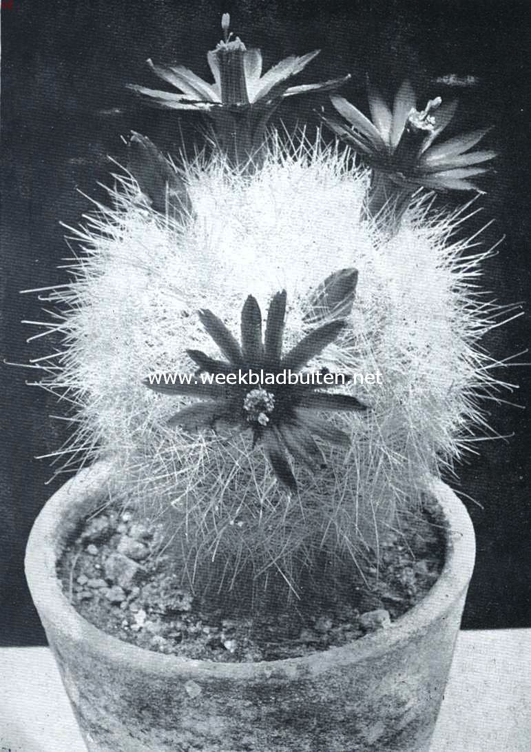 Cactussen als kamerplanten. Mammillopsis Senilis