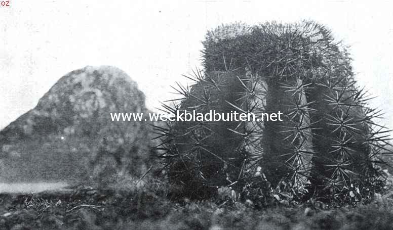 Cactussen als kamerplanten. Melocactus Communis, de prachtige meloencactus van Curaao