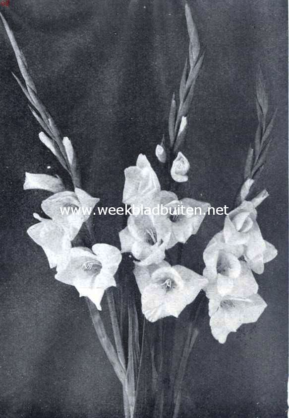 Gladiolus. Witte gladiolus