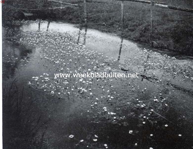 Water- en oeverplanten. Een slootje vol waterranonkels