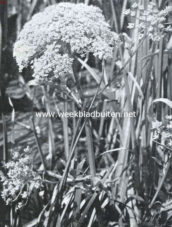 Water- en oeverplanten. Breedbladige watereppe