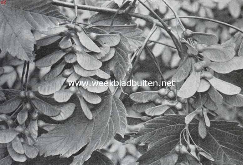 Zaden en vruchten in den herfst. Vruchten van den eschdoorn