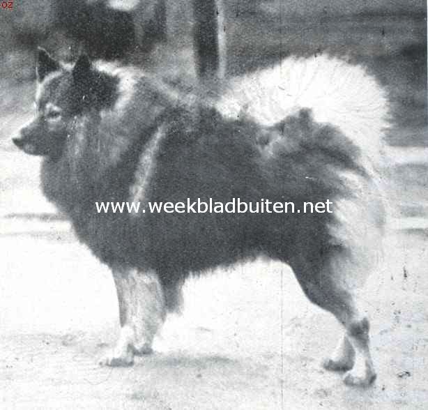 De Hollandsche keeshond. Wijlen kampioen Bart, de hond, die vele harten voor zijn ras won. Eig. Mevrouw Baronesse Van Hardenbroek van der Kleine Linat te Nuenen (N.B.)