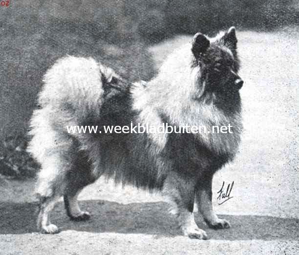 De Hollandsche keeshond. Guelder Chinchilla, thans in Amerika. Gefokt in Engeland door mevr. Gatacre-De Stuers