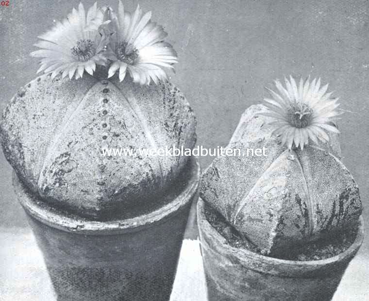 Astrophytums, stercactussen. Astrophytum Myriostigma of bisschopsmuts. Foto Kweekerij Leeuwenhof, Nieuwe Niedorp