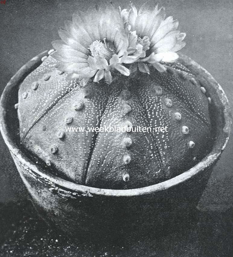 Astrophytums, stercactussen. Astrophytum Asterias of zeestercactus. Foto Kweekerij Leeuwenhof, Nieuwe Niedorp