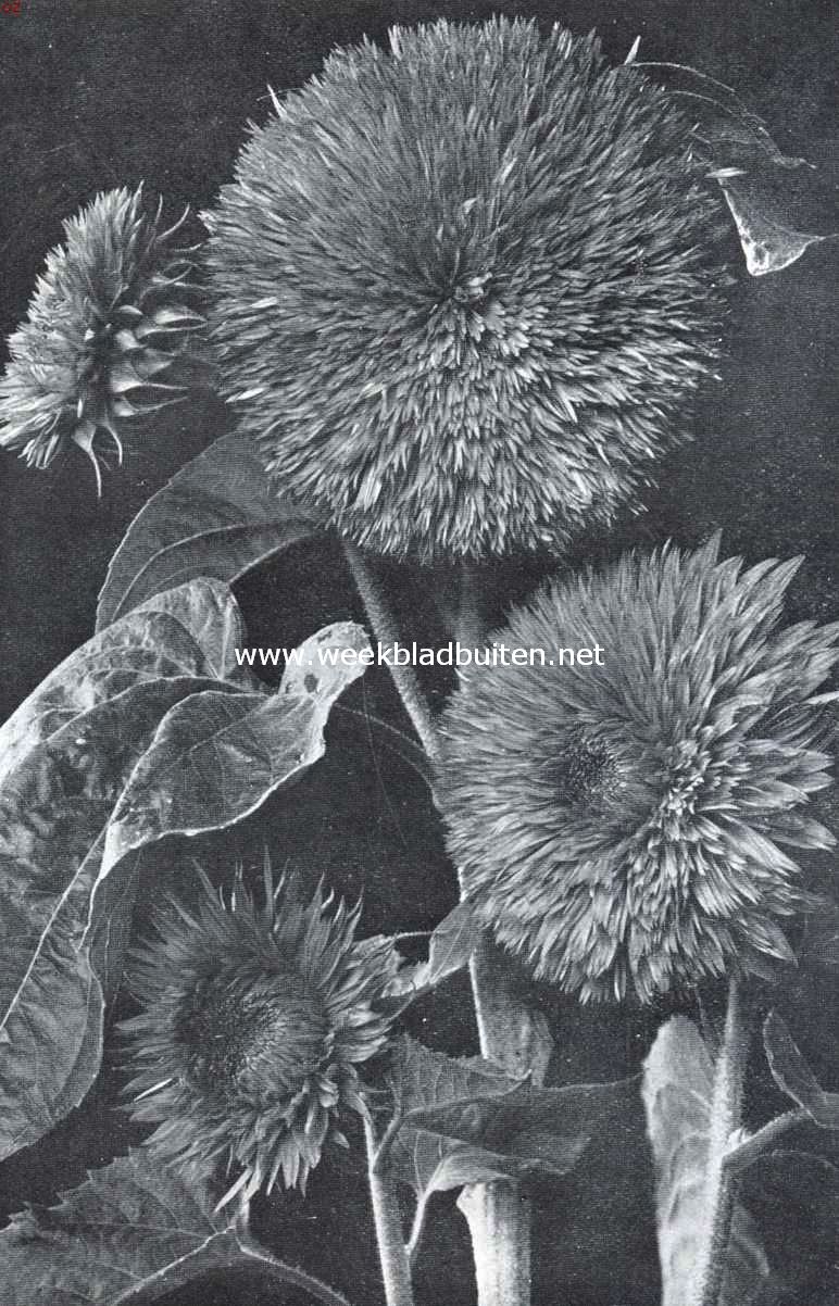 Helianthus Annuus Chrysanthemiflorus