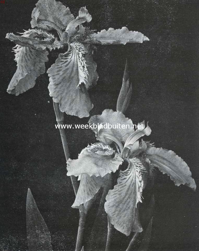 Iris Tectorum