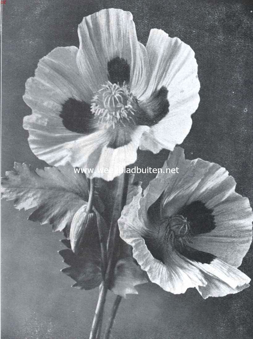 Papaver Somniferum Loreley. Foto uit 