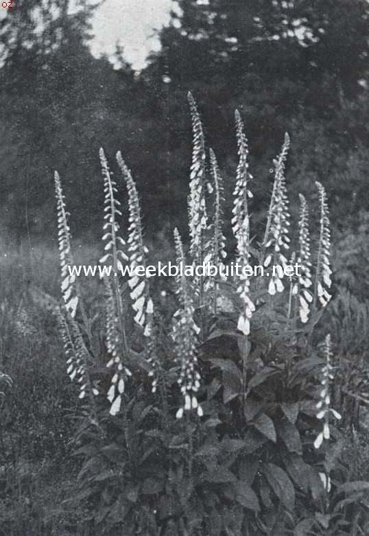 De border, haar aanleg en beplanting. Digitalis Purpurea Var. Albiflora