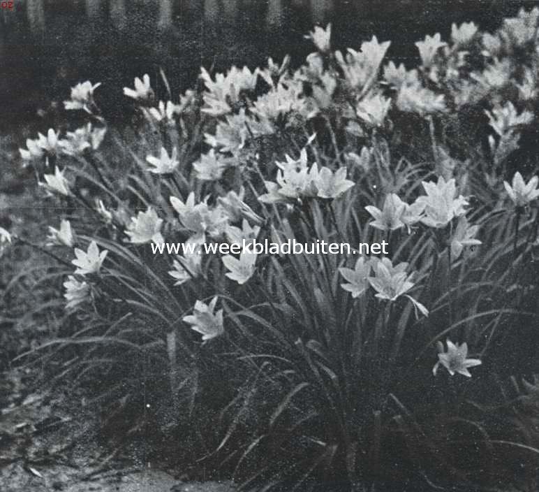 De border, haar aanleg en beplanting. Hemerocallis Middendorffii