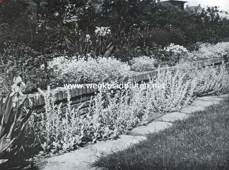 De border, haar aanleg en beplanting. Onder langs de border