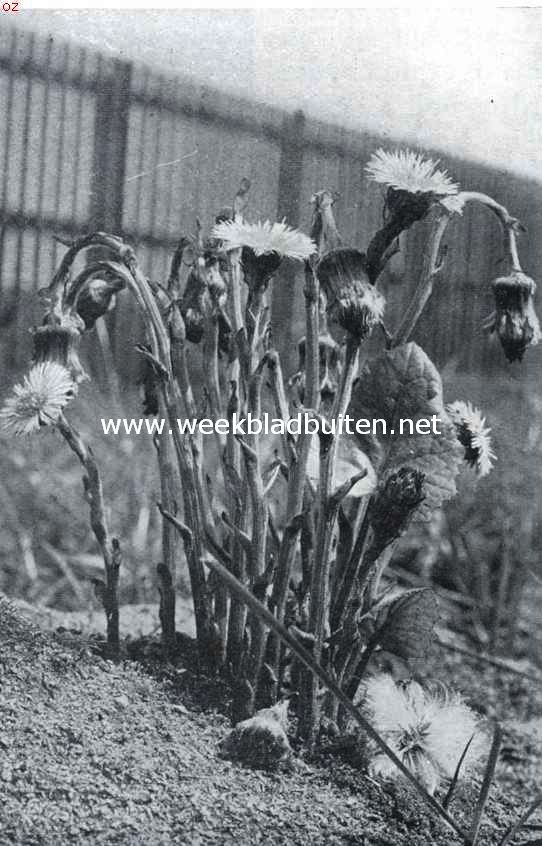 Onkruiden in de tuin. Klein hoefblad met bloeiende stengels en 