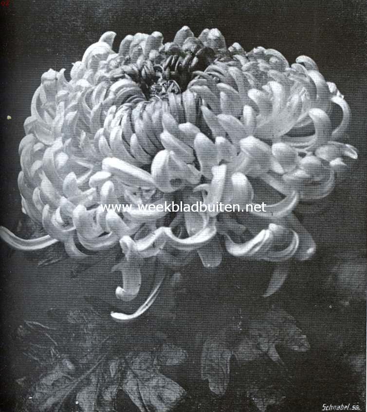 Chrysanthemum 