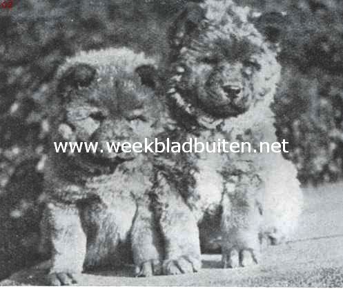 De Chow-Chow. Chow-Chow pups, 8 weken oud, uit den kennel van mevr. Roes-Roes te Oosterbeek