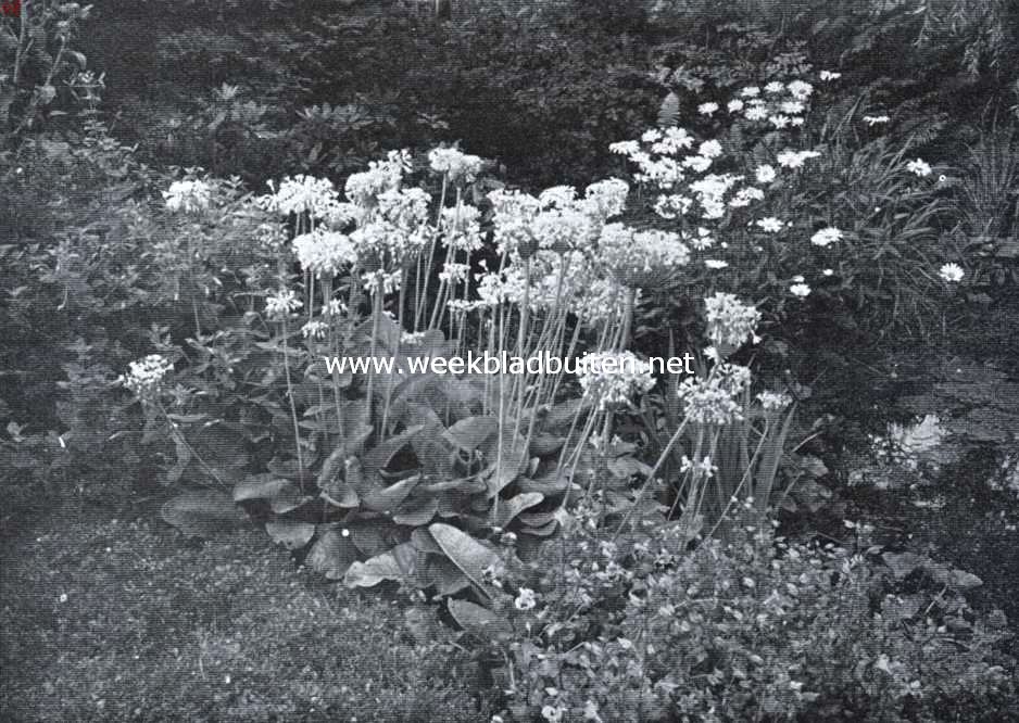 Herfst-primula's in bloei in den tuin van architect Smits te Aerdenhout