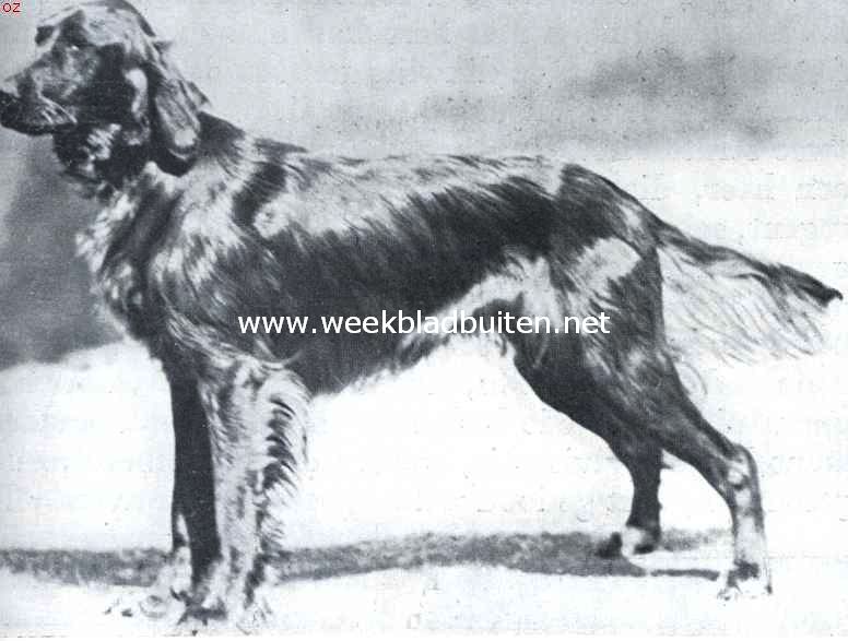 De Iersche setter. Den prachttype Iersche setter. De reu Borrowdale Sportsman