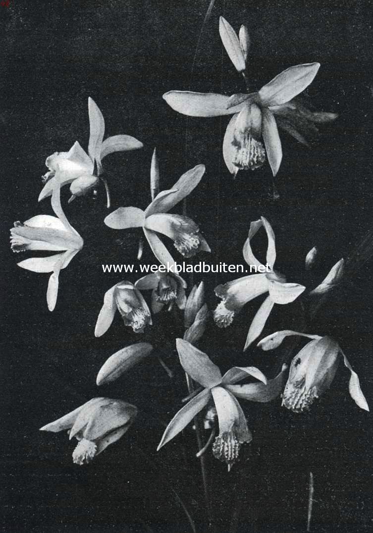 Bletia Hyacinthina