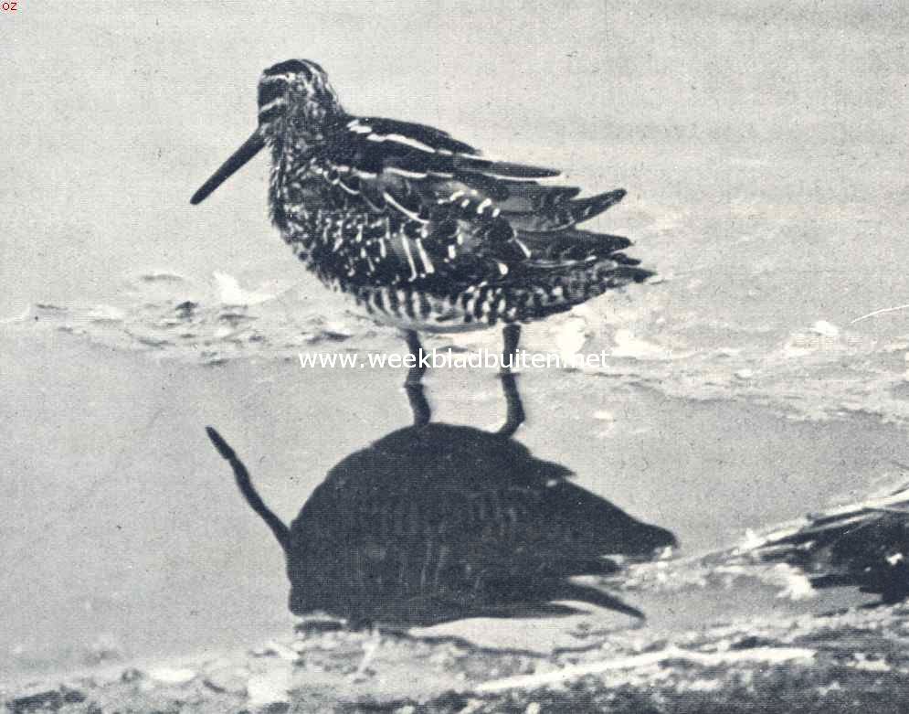 Watersnip op zoek naar voedsel