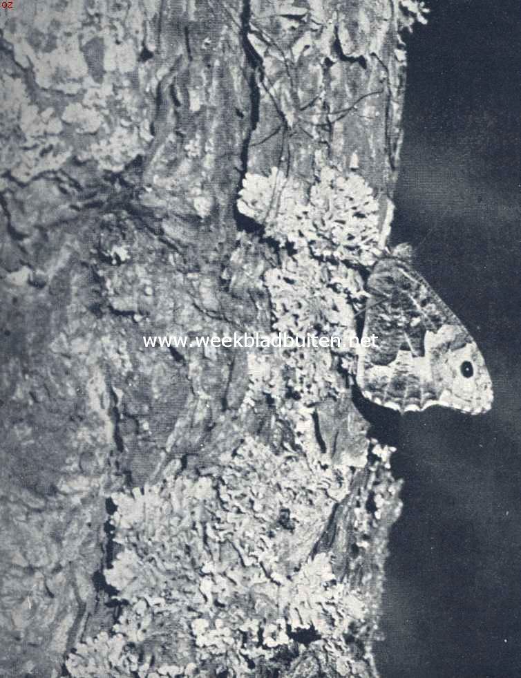 Zandoogje. Foto's uit K.O. Bartels: 