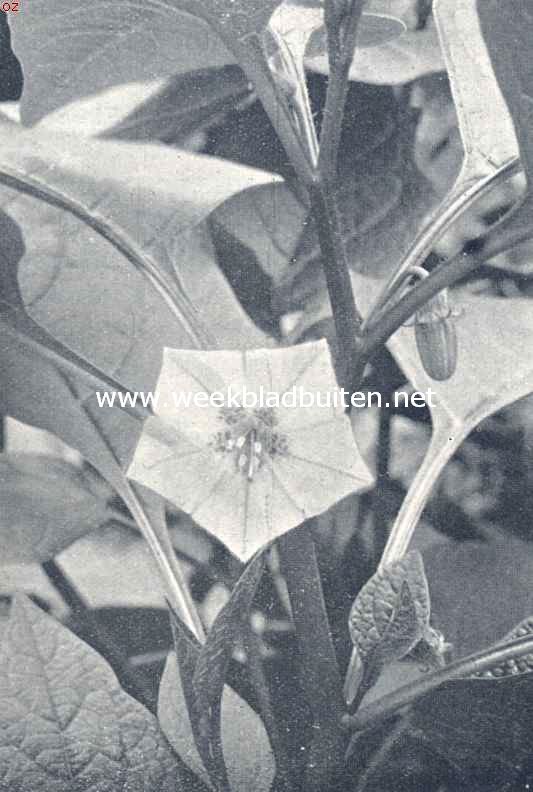 Bloeiende lampionplant