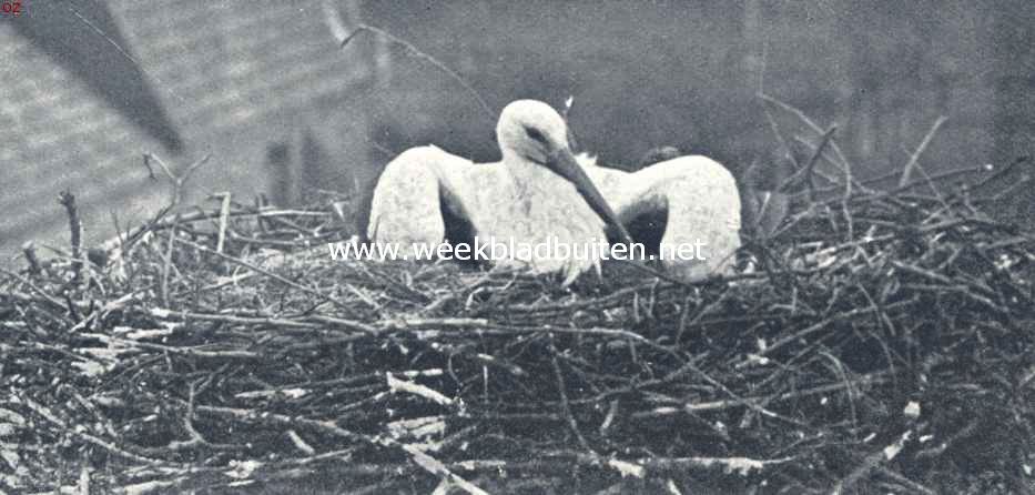 Met uitgespreide vleugels ligt de ooievaar in het nest, in afweer tegen een soortgenoot, die naderbij tracht te komen