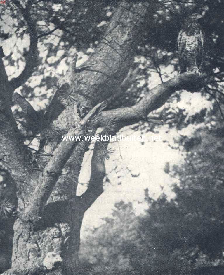 �. Iederen morgen zit de buizerd onbeweeglijk op zijn uitkijkpost