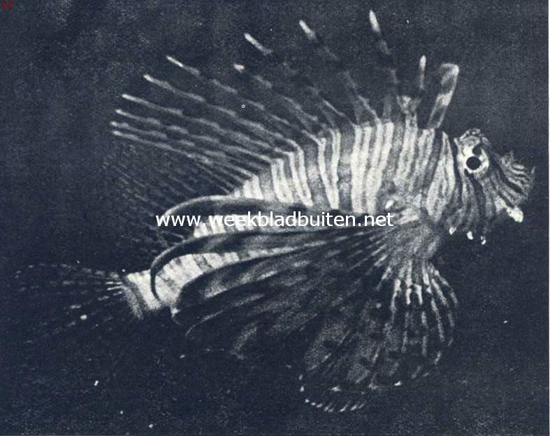 Pterois Volitans, van terzijde gezien. Een krachtigen in allerlei roode tinten pronkende koraalvisch, met gevreesde lange vinstralen (Foto's bij dit artikel: L. Trabut, Propri�t� exclusieve de l'Aquarium du Mus�e Oc�anographique de Monaco)