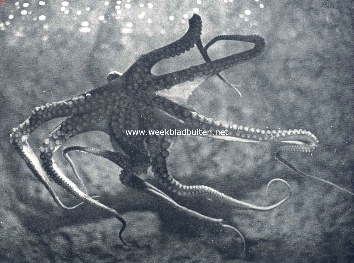 Deze inktvisch (Octopus Vulgaris) vertoont ons duidelijk de acht lange, met zuignappen bezette armen, door vliezen verbonden, met in het midden den venijnigen mond. Linksboven steekt nog juist de ademtrechter uit