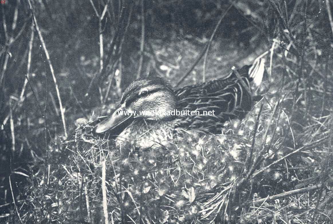 Broedende wilde eend