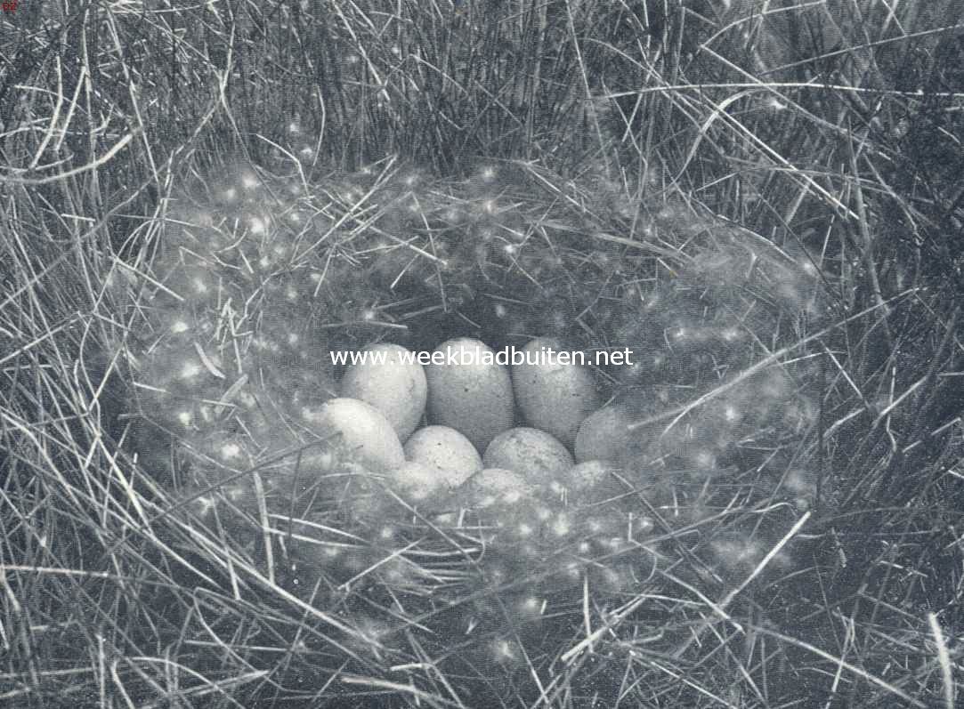 Nest met eieren van den slobeend