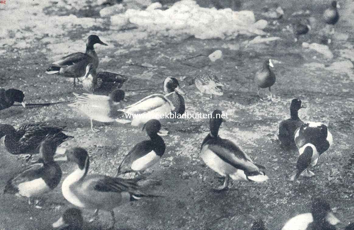 Eenden op het ijs. 2e van links pijlstaart, rechts daarvan kuifeend, rechts bovenaan meerkoeten, rechts onderaan slobeend, daarboven bergeend