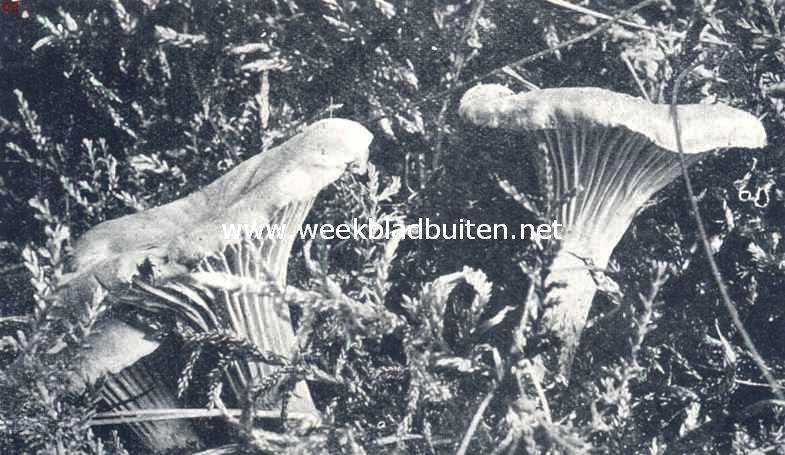 Hanekammen (cantarellen)