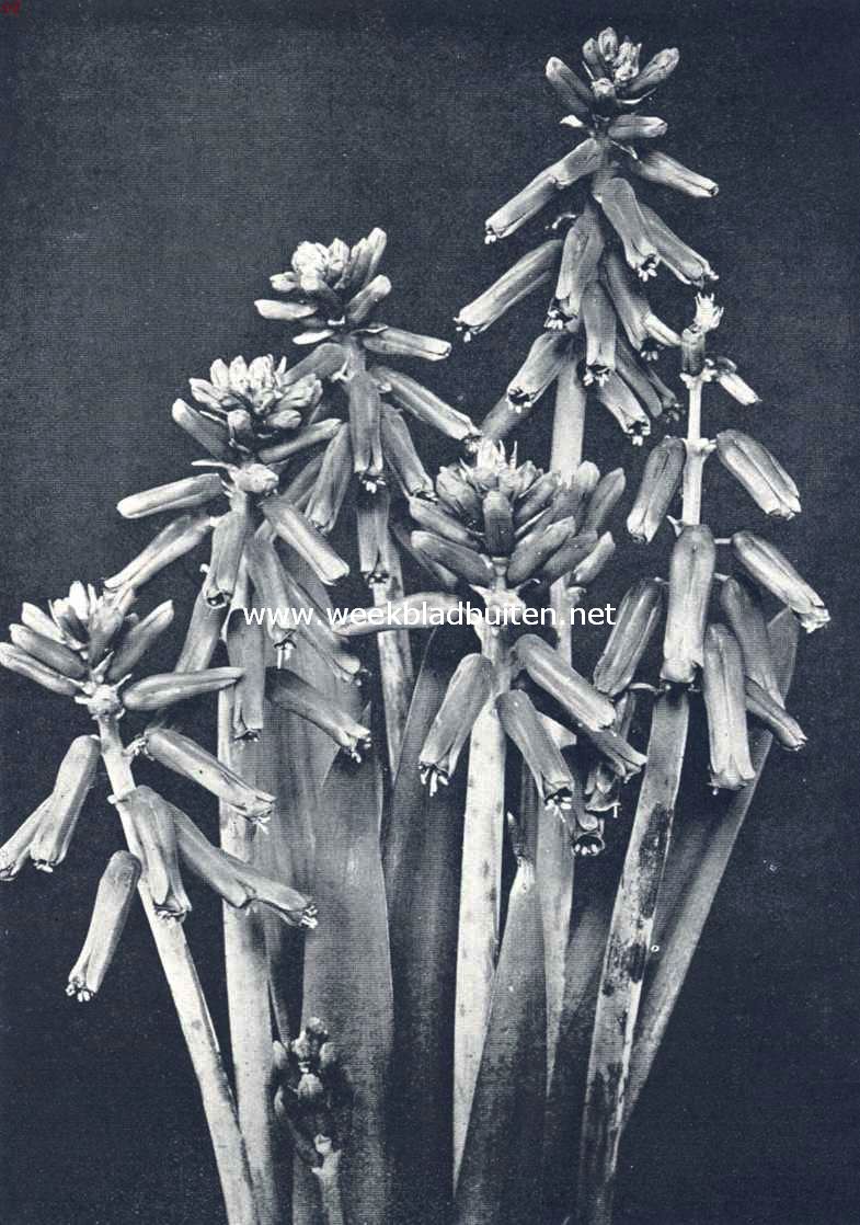 Lachenalia Pendula Ait