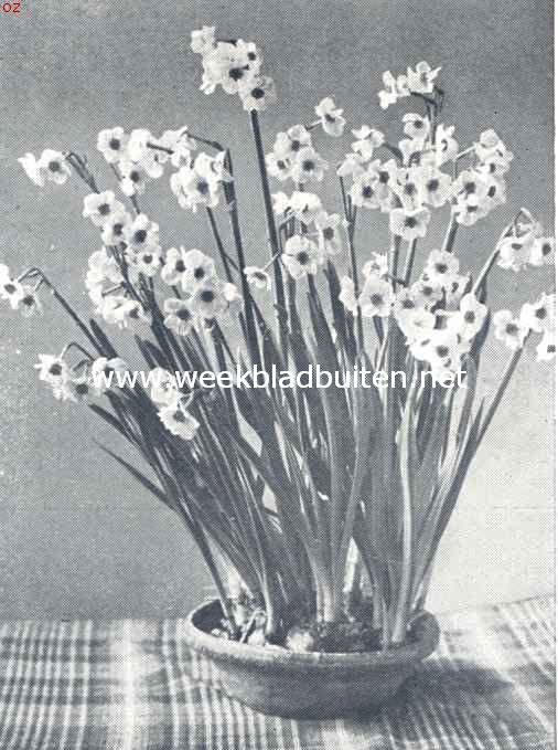 Poetaz-narcissen Orange Cup. Geel met donker oranjerood kroontje