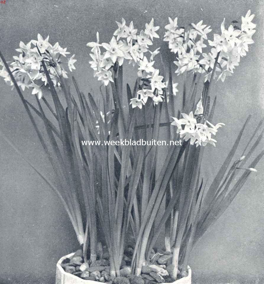 Trosnarcis Paperwhite Grandiflora (Kerstmis-narcis)