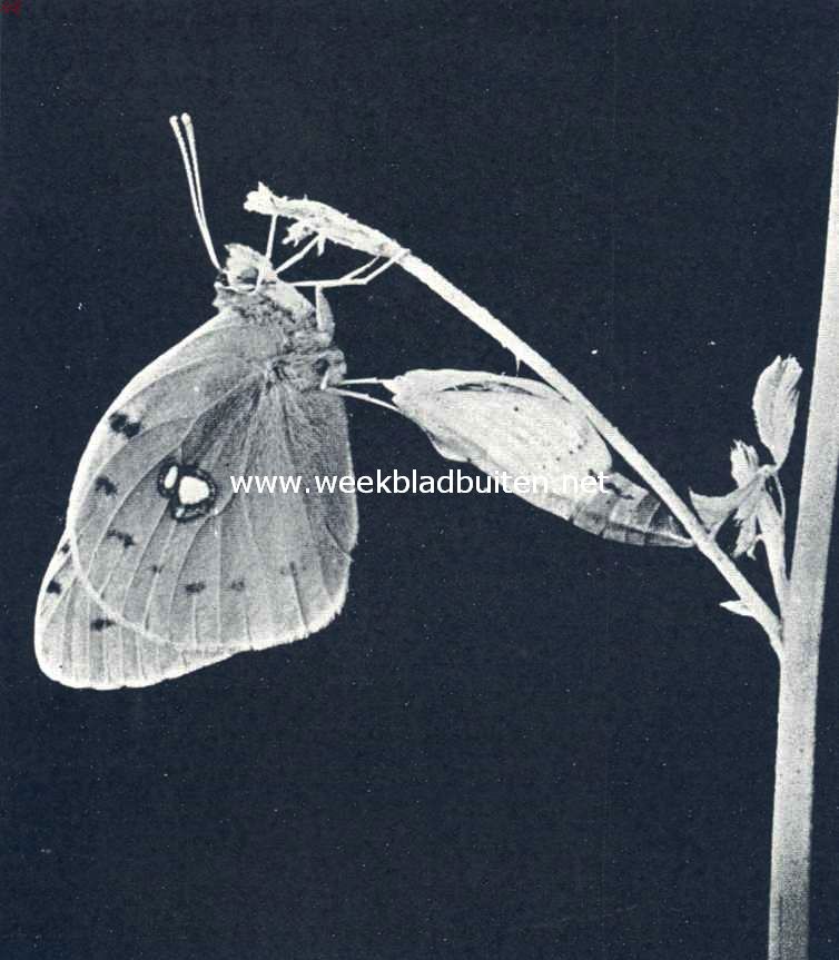 Luzernevlinder uit de pop kruipend