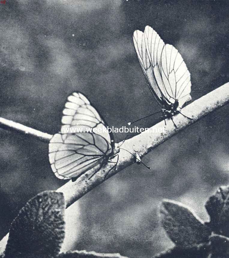 Groote geaderde witjes. Foto's uit: K.O. Bartelt 
