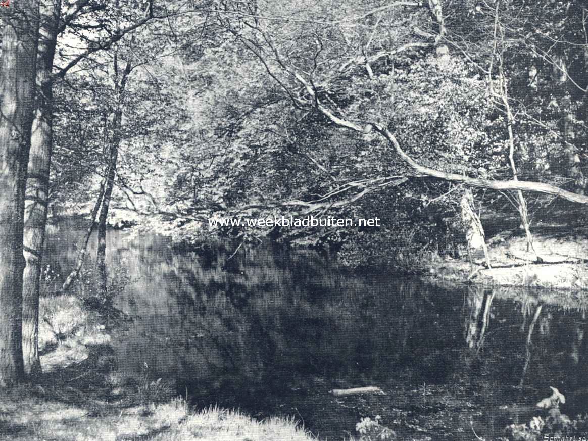 Een dikke, overhangende tak van een ouden acacia is de vaste zitplaats van ons ijsvogeltje