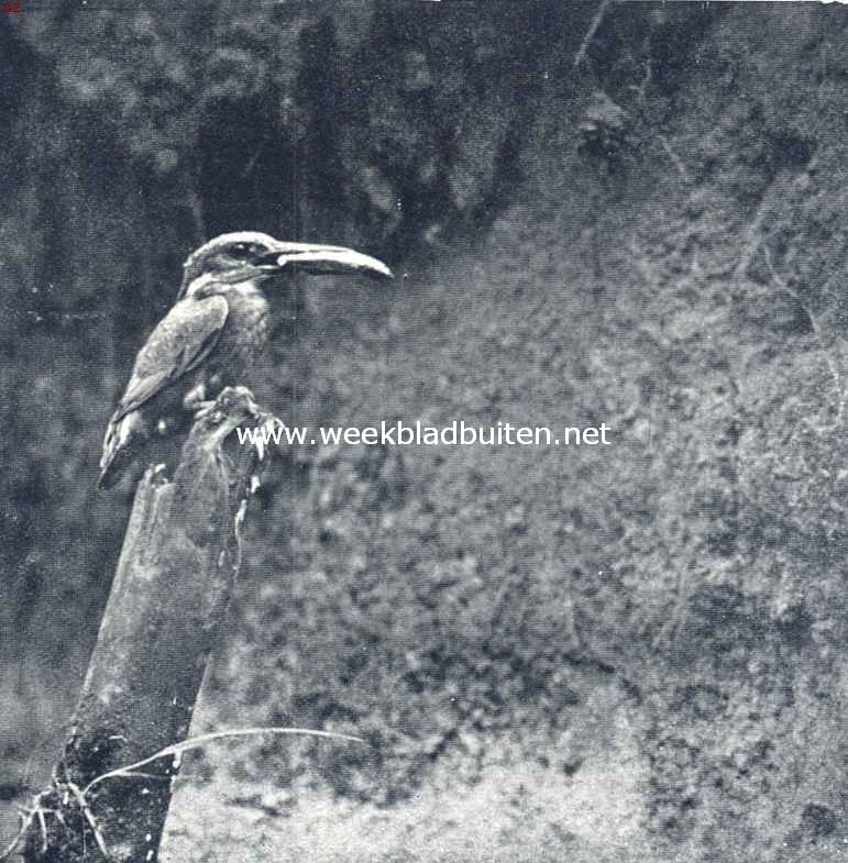 Ijsvogeltje met een visch in den bek