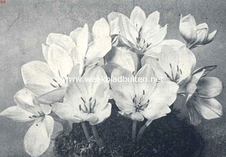 Colchicum Bornm�leri