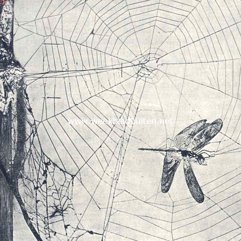 Spinnen. Libel in een kruisspinnenweb