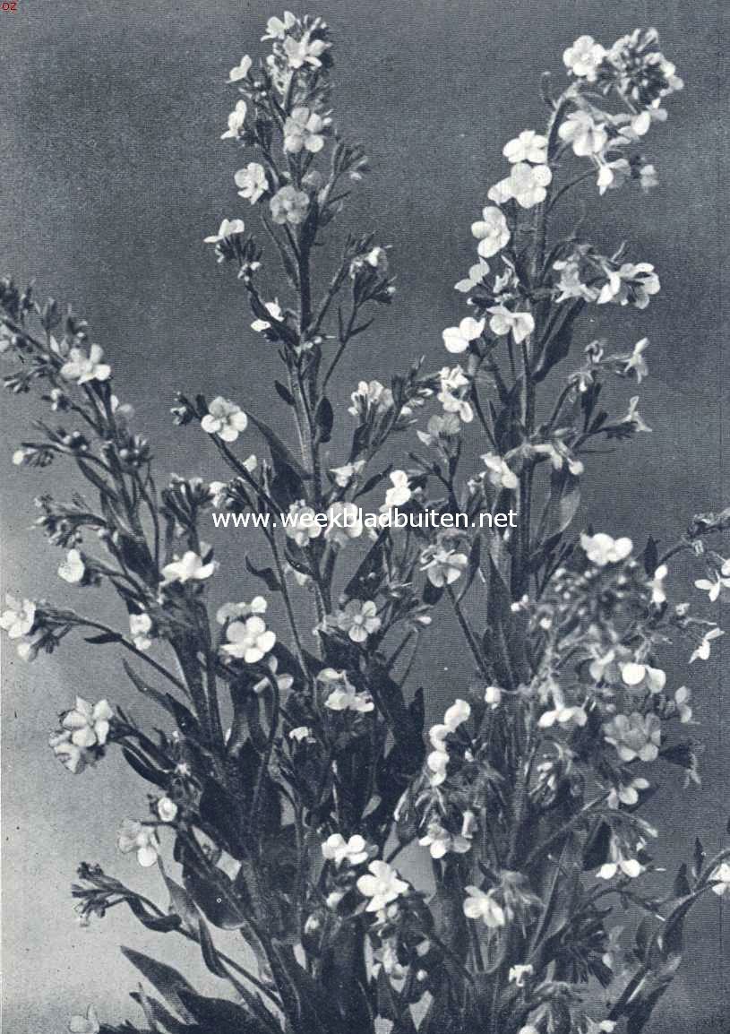 Anchusa Italica Grandiflora Dropmore (Foto uit: Vaste-, Tweejarige- en Rotsplanten, Uitg. N.V. Turkenburg, Bodegraven)