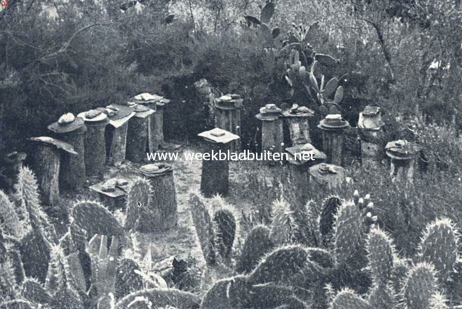 Een dag aan de Guadaira. Achter de cactushaag staan de primitieve bijenkorven