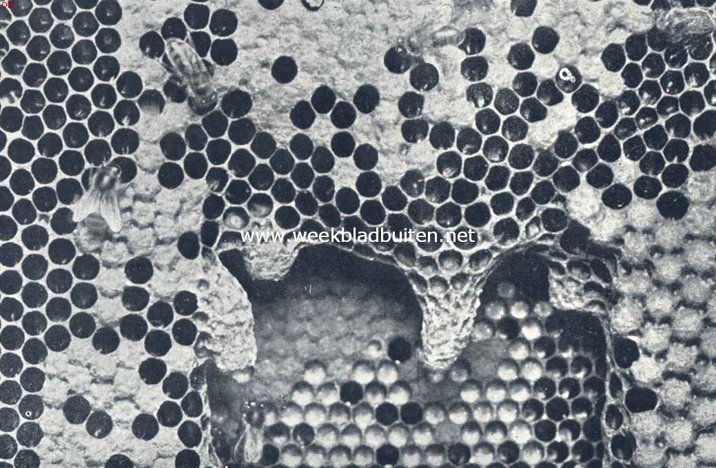 Stuk honingraat met koninginnecellen (Foto's uit: K.O. Bartelt 