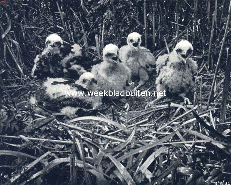 Jonge bruine kiekendieven